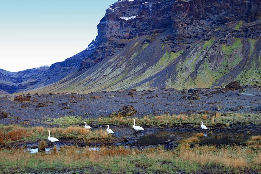 Scenery along South Coast Iceland