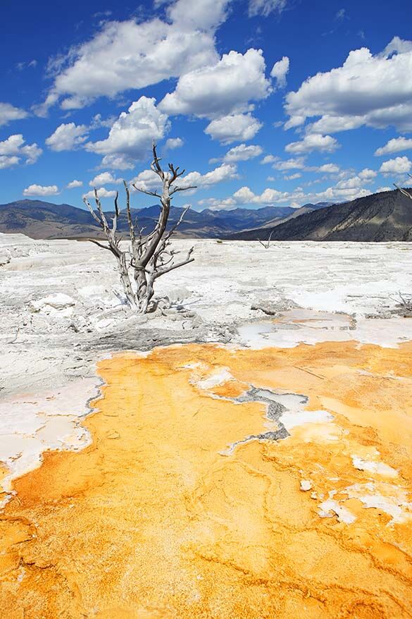 Upper Terraces at Mammoth Hot Springs in Yellowstone National Park