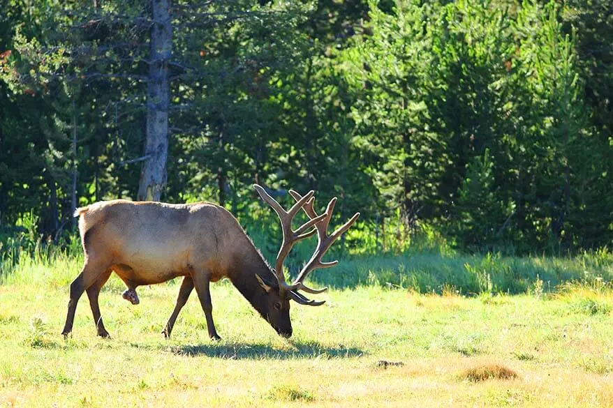 Yellowstone Elk