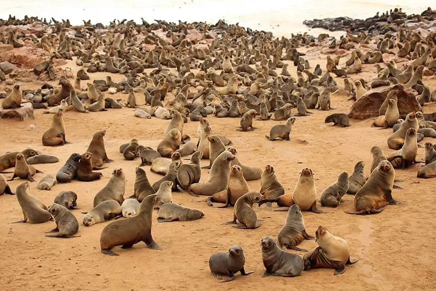 Cape Cross Seal colony in Namibia