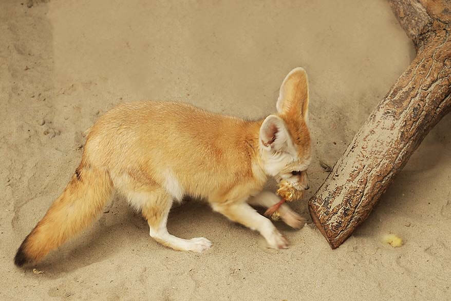 Desert fox (Fennec fox) hiding its prey in a zoo in Strasbourg