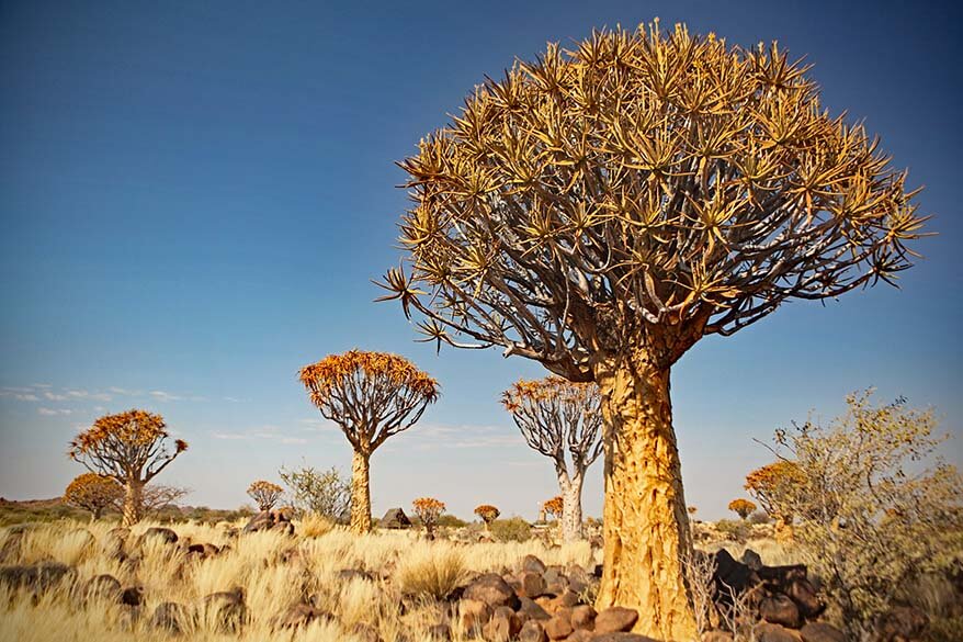 Quiver Tree Forest in Namibia