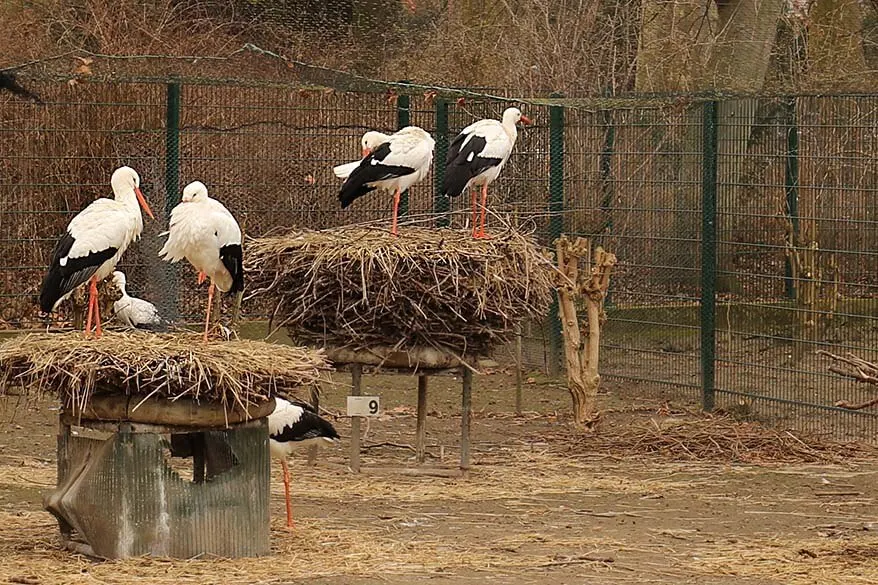 Storks of Alsace at Parc de L'Orangerie Strasbourg