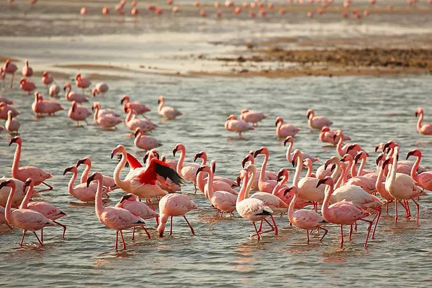 Walvis Bay flamingos Namibia