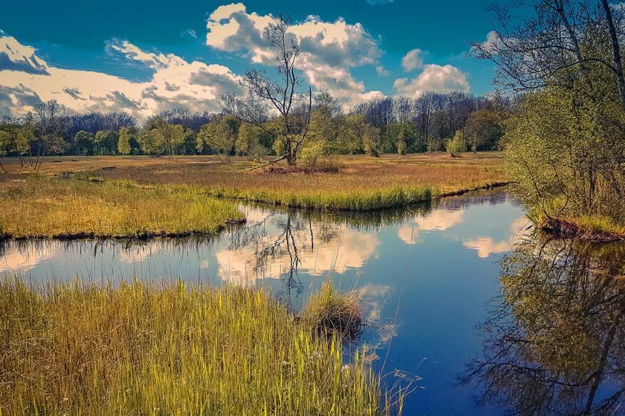 Best day trips from Amsterdam - Amsterdam Forest