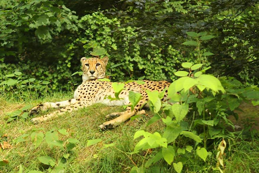 Cheetah in Planckendael