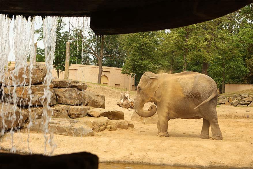 Elephants in Planckendael