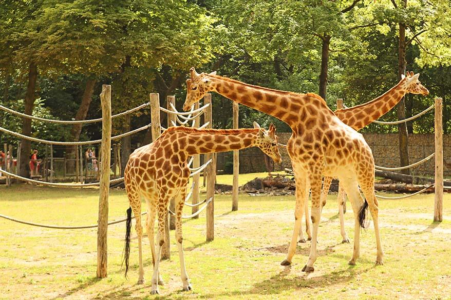 Giraffes in Planckendael