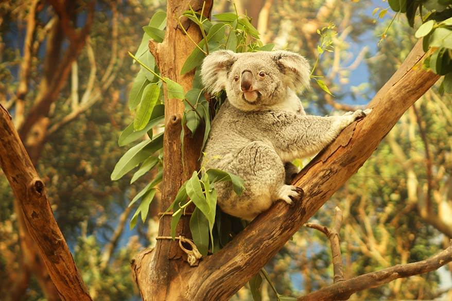 Koala in Planckendael animal park