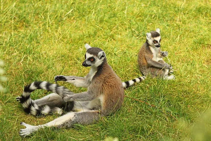 Lemurs in Planckendael
