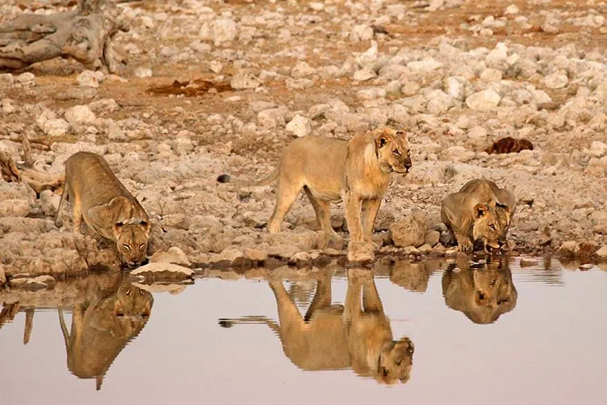 Lions at Okaukuejo waterhole in Namibia