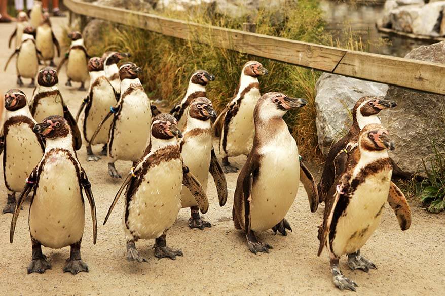 Walk among penguins in Planckendael animal park in Belgium