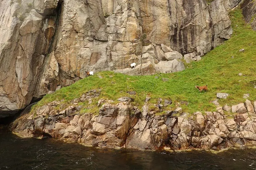 Cabras vistas desde el crucero por Lysefjord