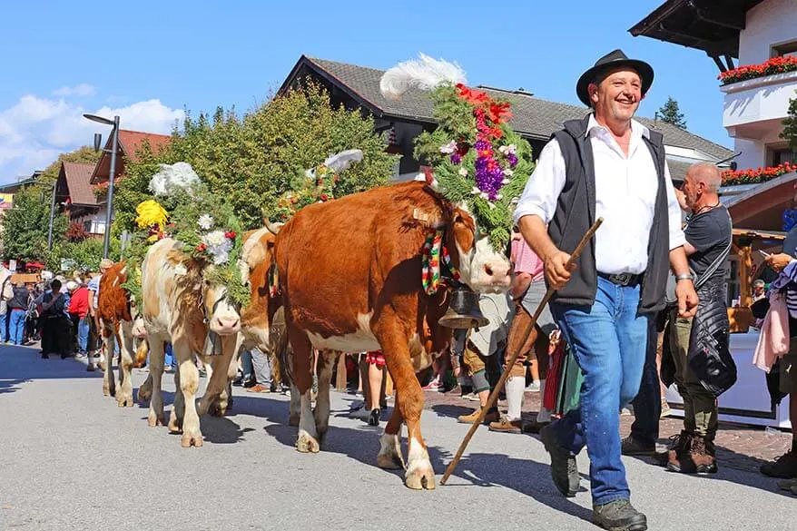 Almabtrieb or Transhumance is a traditional cattle drive celebration in Tyrol Austria