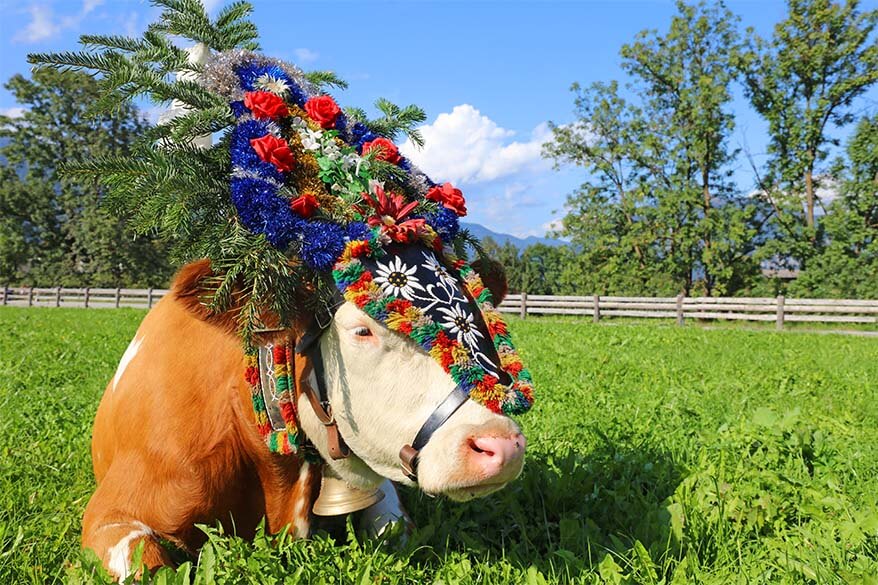 Cow with decorative headdress at the traditional cattle drive Almabtrieb celebration in Tirol Austria