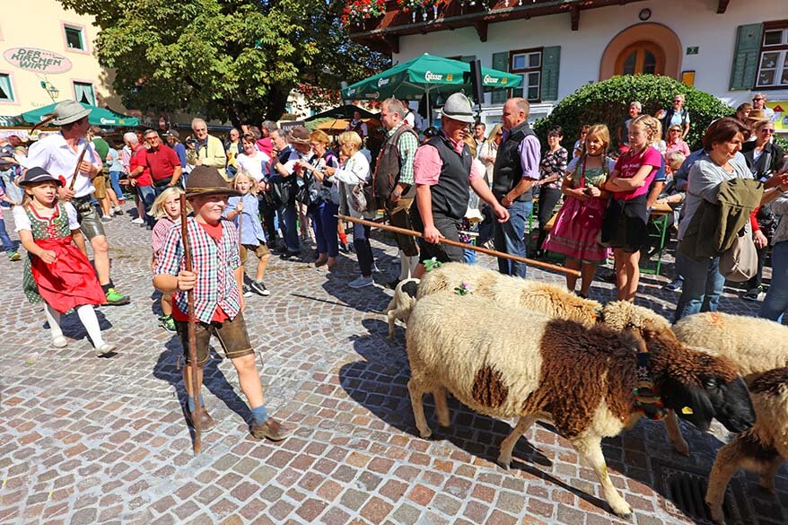 Herd of sheep at the Alpine transhumance in Tirol Austria