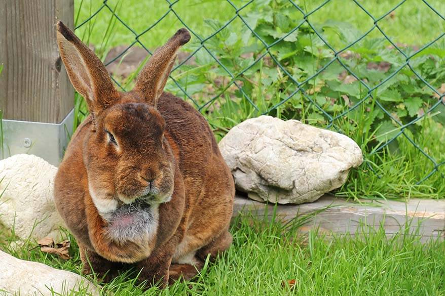 Rabbit at Gasthof Kaiserhaus animal farm - Tyrol Austria