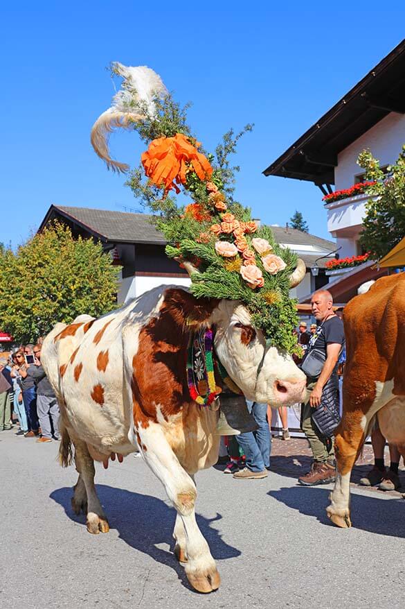 Traditional cattle drive Almabtrieb in Tyrol Austria