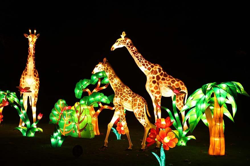China Light in the zoo of Antwerp