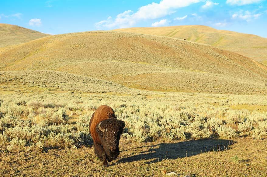 American bison in Yellowstone National Park