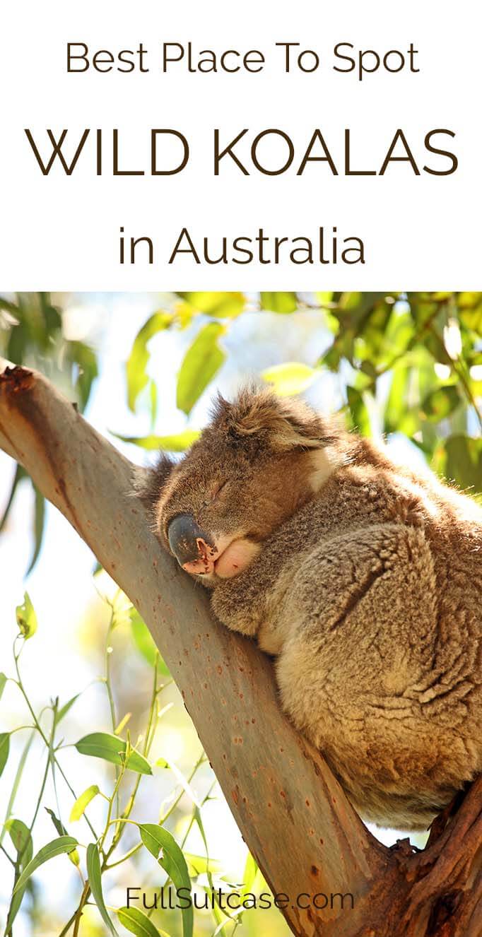 Best place to see wild koalas in Australia