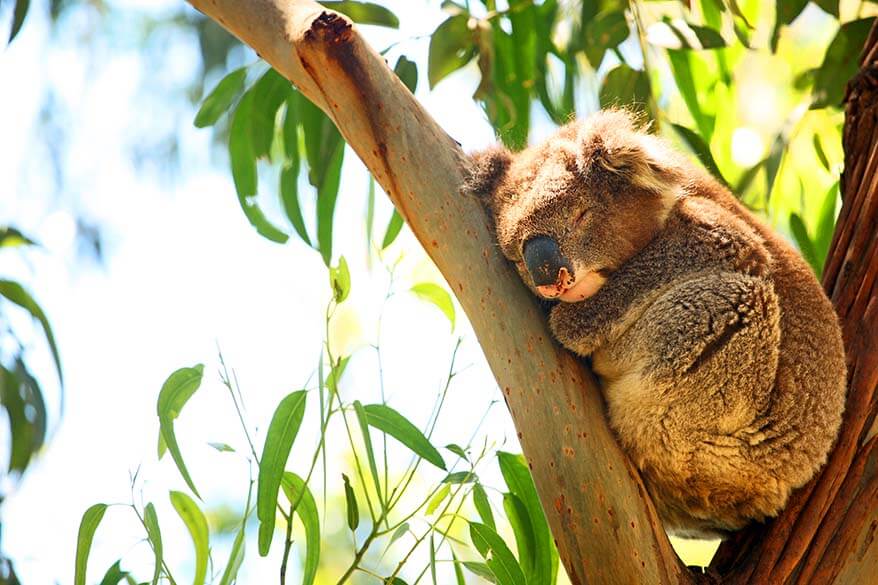 Kennett River Koala Walk (Best Place to Spot Wild Koalas in Australia)