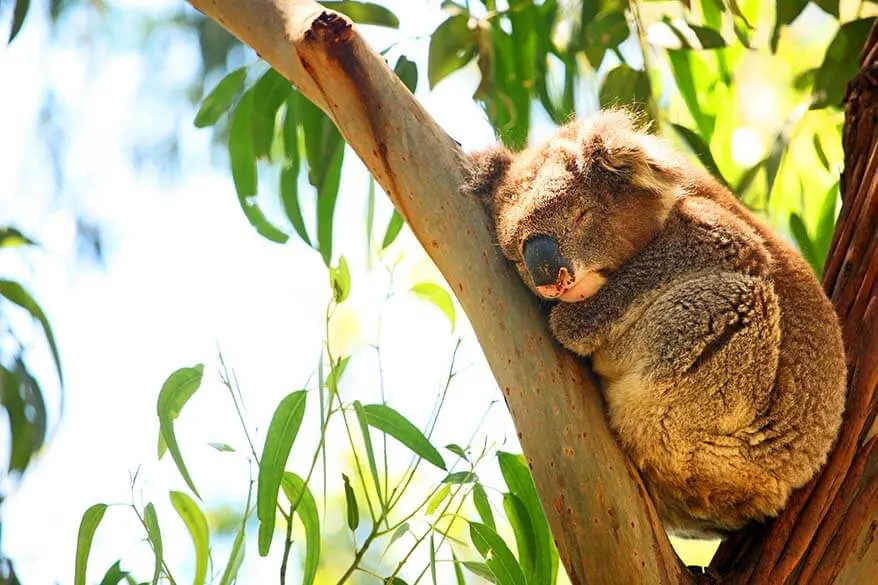 Kennett River Koala Walk is the best place to spot wild koalas in Australia