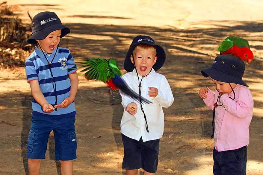 Kids feeding King Parrots at Kennet River, Great Ocean Road Australia