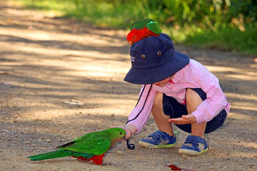 Kids feeding parrots - Great Ocean Road Australia