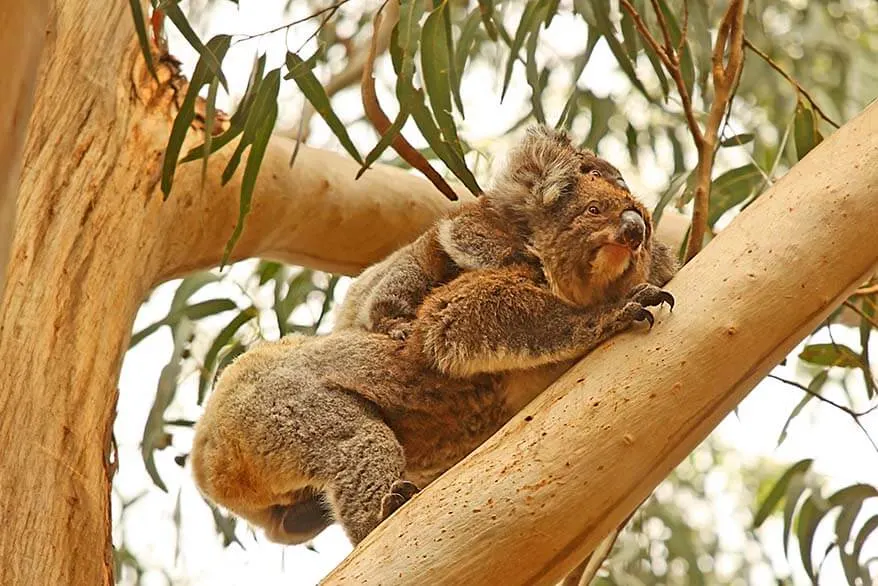 Koala with baby in the wild - Australia