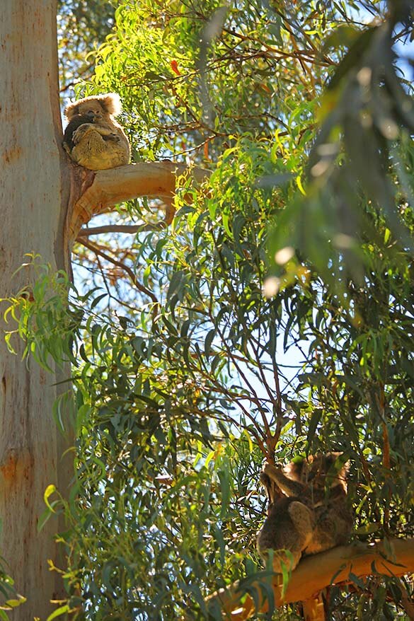 Spotting wild koalas with babies in the eucalyptus trees along the Great Ocean Road in Australia