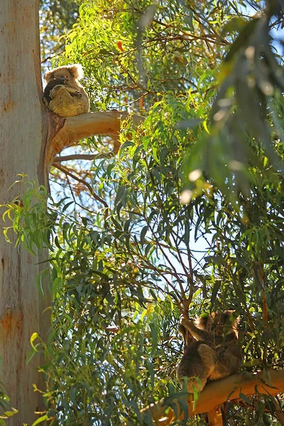 Spotting wild koalas with babies in the eucalyptus trees along the Great Ocean Road in Australia