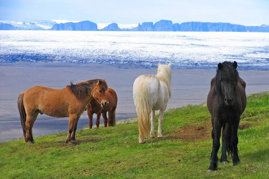 Most popular and best rated tours and day trips in Iceland for any season
