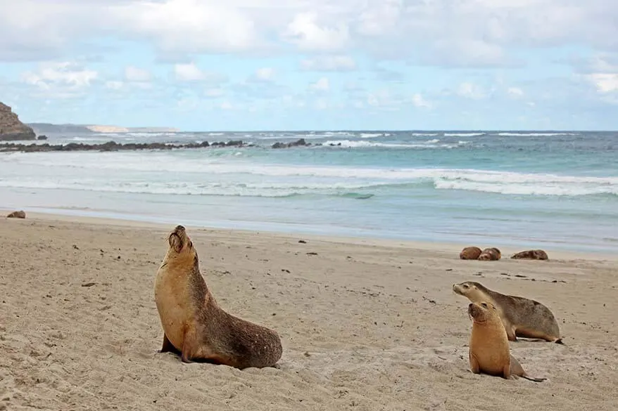 Seals on Kangaroo Island Australia