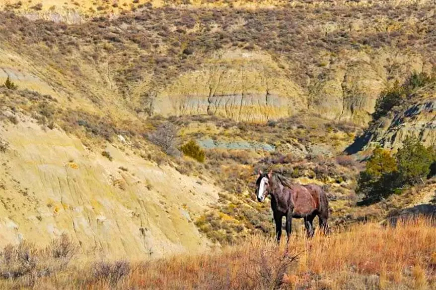 Theodore Roosevelt National Park