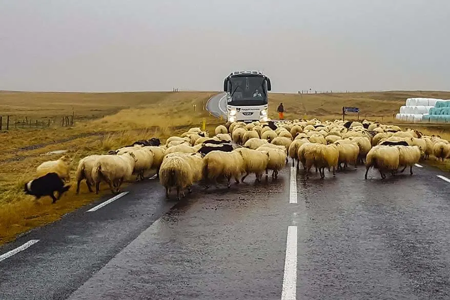 Traffic Jam in Iceland - sheep on the Ring Road