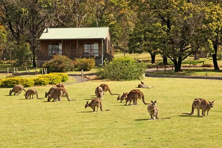 Wild kangaroos in the Grampians NP Australia