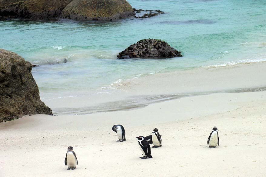 Boulders Beach penguins in Simon's Town near Cape Town