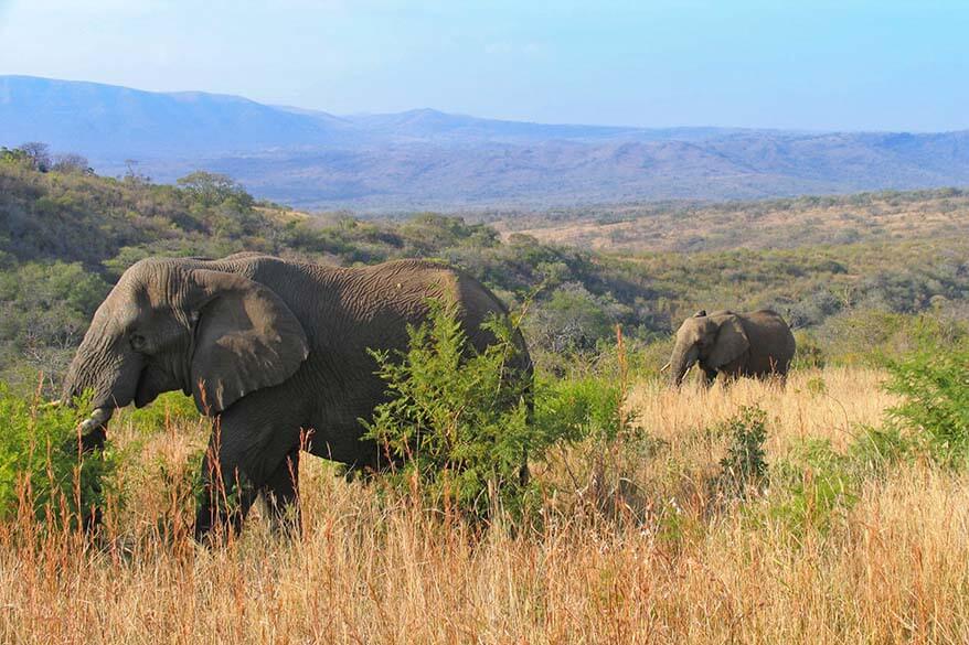 Elephants in Hluhluwe–Imfolozi Park South Africa