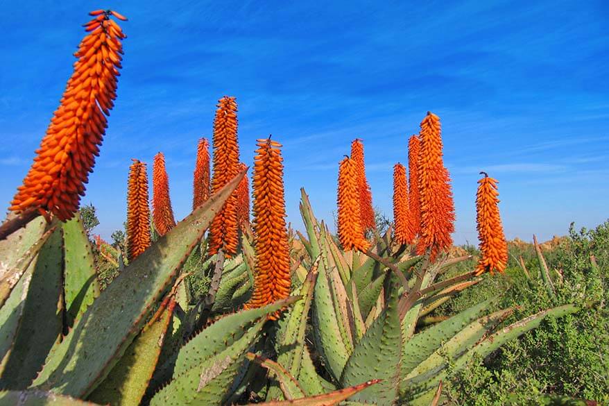 Flowers on the Garden Route South Africa