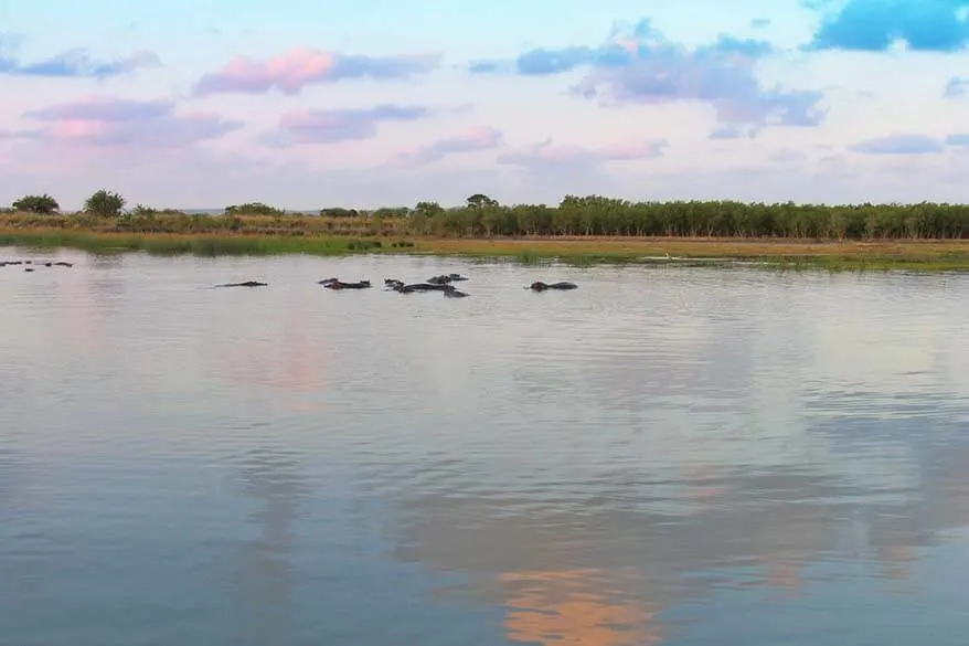 Hippos at the St Lucia Estuary in South Africa
