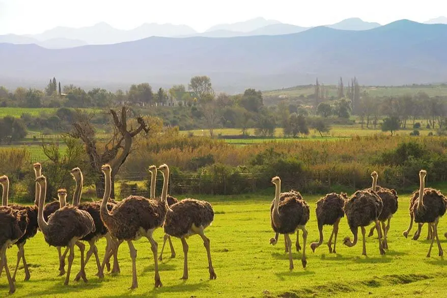 Ostriches in Oudtshoorn South Africa