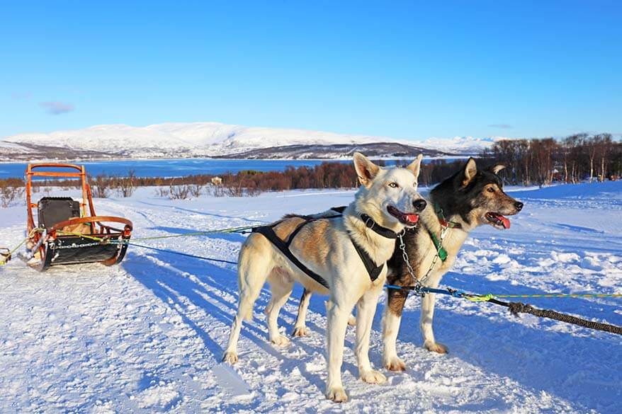 Los trineos tirados por perros con huskies de Alaska son una actividad de invierno obligada en Tromso Noruega