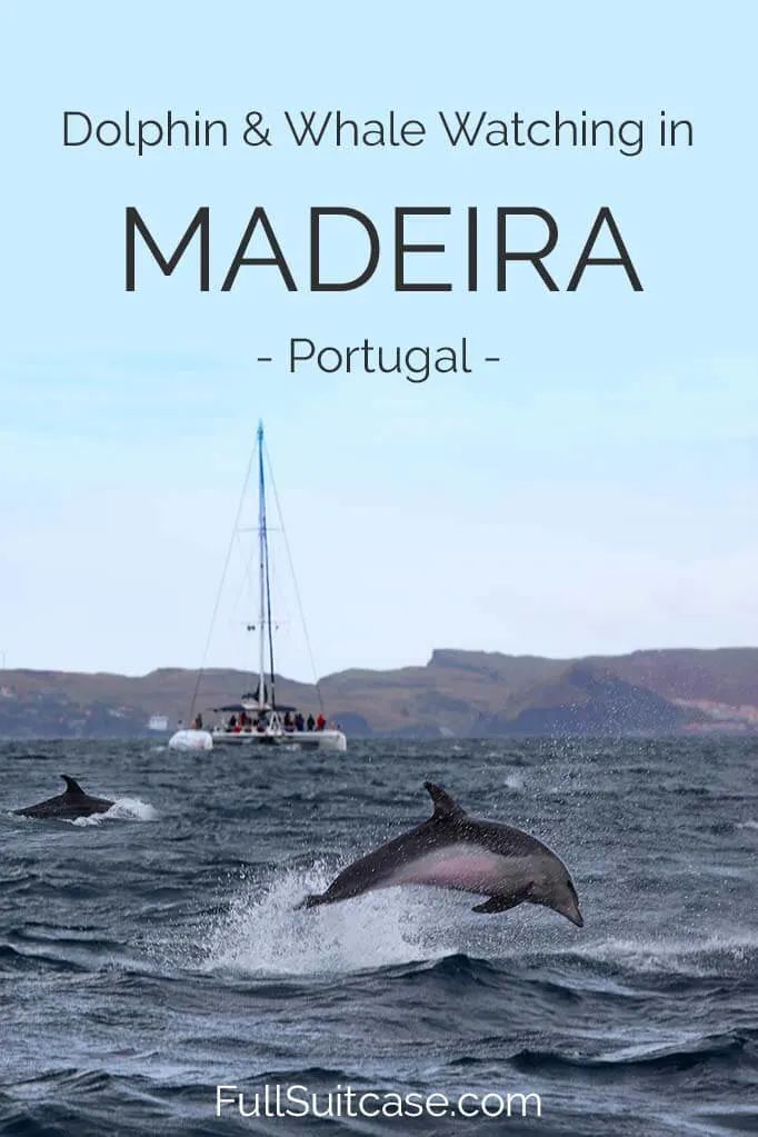 Complete guide to dolphin and whale watching tour in Madeira