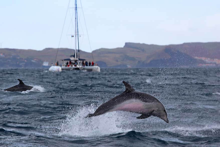 Dolphin and Whale Watching in Madeira: Info & Tips