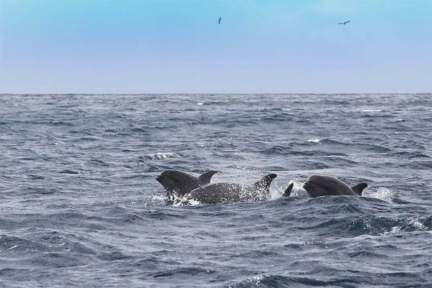 Wild dolphins near Madeira coast