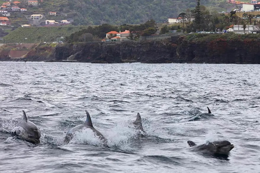 You can see dolphins really close to the coast in Madeira