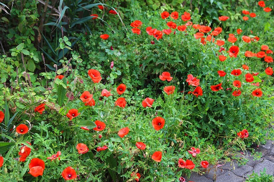 Red poppy flowers in Madeira