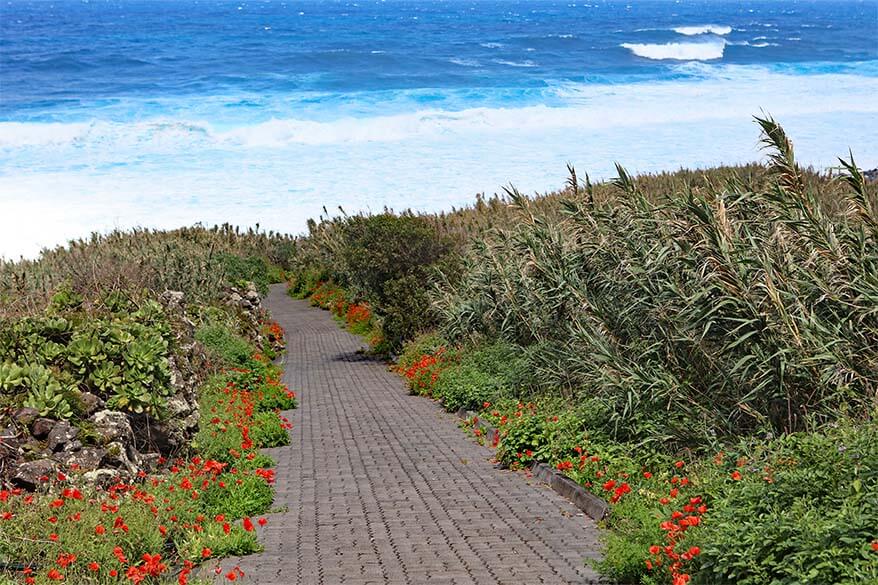 Wildflowers on Madeira coast in spring