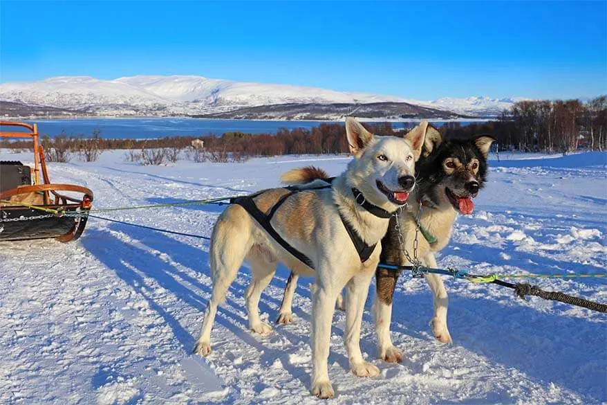 Husky pulled sled - Tromso Norway